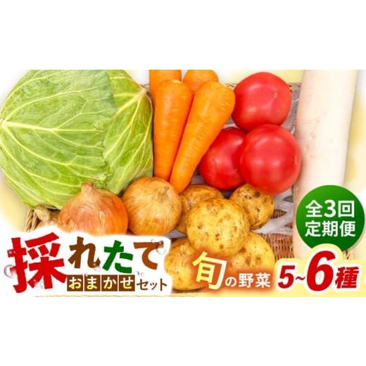 ふるさと納税 セット・詰合せ 長崎県 大村市 全3回定期便 採れたてお野菜おまかせセット(5〜6種)/ 野菜 やさい 野菜セット 野菜詰め合わせ 詰め合わせ セ…