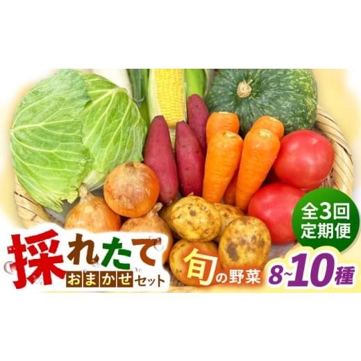 ふるさと納税 セット・詰合せ 長崎県 大村市 全3回定期便 採れたてお野菜おまかせセット(8〜10種)/ 野菜 やさい 野菜セット 野菜詰め合わせ 詰め合わせ セ…