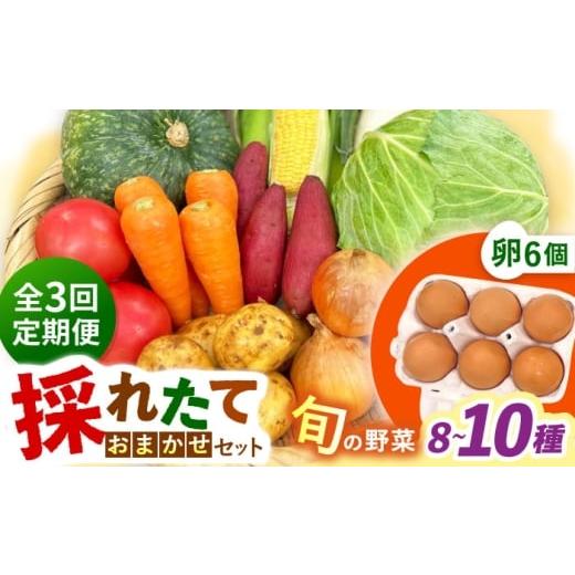 ふるさと納税 セット・詰合せ 長崎県 大村市 全3回定期便 採れたてお野菜おまかせ(8〜10種)・卵6個セット/ 野菜 やさい 野菜セット 野菜詰め合わせ 詰め合…