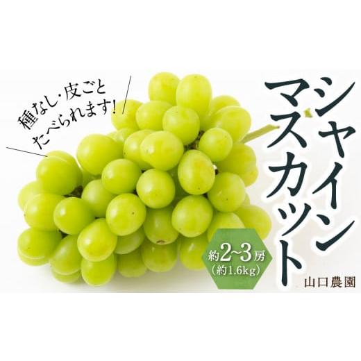 ふるさと納税 ぶどう マスカット 福岡県 うきは市 先行予約 シャインマスカット 2房から3房 (約1.6kg) 2026年9月上旬発送予定 シャインマスカット 果物 フル…