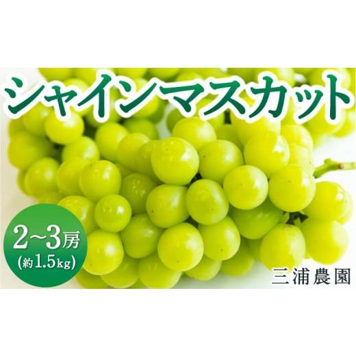 ふるさと納税 ぶどう マスカット 福岡県 うきは市 先行予約 三浦農園 シャインマスカット 2房から3房 (約1.5kg) 2026年9月上旬から10月上旬 出荷予定 葡萄 …