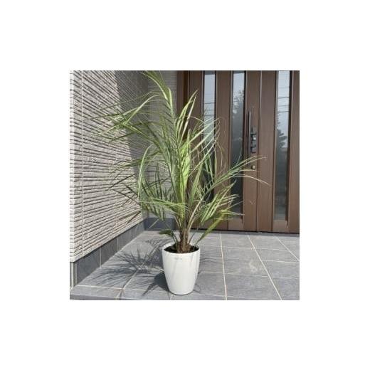 ふるさと納税 雑貨・日用品 苗木 三重県 鈴鹿市 ココスヤシ 7号(21cm) 鉢カバー 常緑樹 (ガーデニング用)