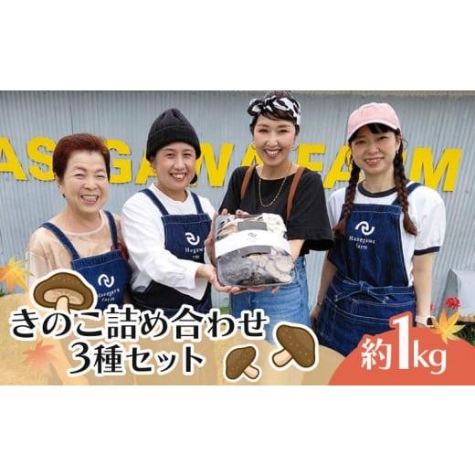 ふるさと納税 野菜類 きのこ 静岡県 三島市 きのこ 詰め合わせ セット 3種 約1kg ひらたけしめじ エリンギ ヒラタケ プルーロット 野菜 エリンギ バター きの…