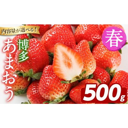 ふるさと納税 いちご 福岡県 芦屋町 先行予約受付中 2026年2月上旬以降順次発送予定 博多 あまおう[春] (計500g・250g〜270g×2パック) いちご イチゴ 苺 …