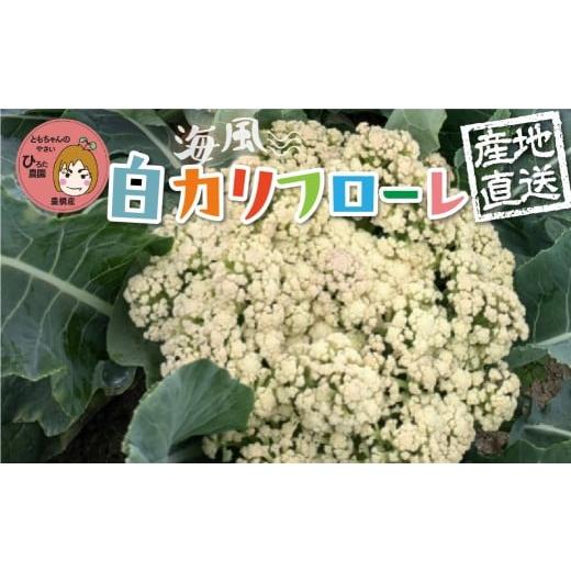 ふるさと納税 野菜類 愛知県 豊橋市 白カリフローレ 2個 彩り野菜 白 カリフローレ 花野菜 彩り野菜 ともちゃんのやさい 国産 愛知県 豊橋産 白カリフローレ 2…