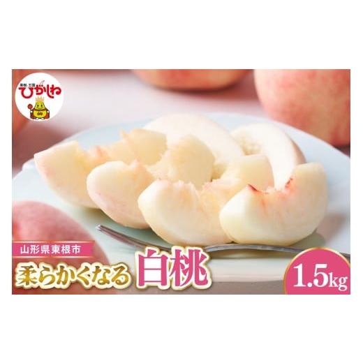 ふるさと納税 もも 山形県 東根市 2026年産 先行受付 東根市産白桃 秀品 柔らかくなる桃 約1.5kg ベジフルひがしね 山形県 東根市 hi104-003 白桃(やわらか…