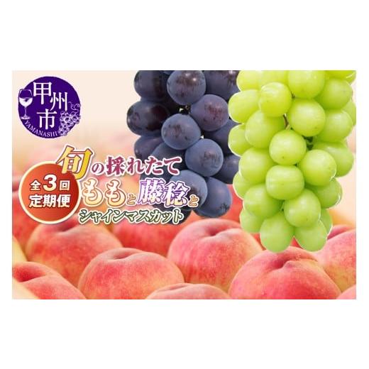 ふるさと納税 もも 山梨県 甲州市 定期便 旬の採れたて3回定期便(桃・藤稔・シャインマスカット) 2026年発送 (HO)C9-413 桃・藤稔・シャインマスカット