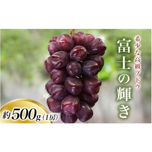 ふるさと納税 ぶどう 巨峰 和歌山県 田辺市 早いもの勝ち 先行予約 富士の輝き 約500g 1房 2026年9月頃発送予定 / ブラックシャイン ブラックシャインマスカ…