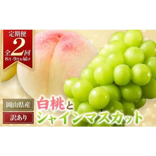 ふるさと納税 ぶどう マスカット 岡山県 浅口市 チョイス限定 岡山県産 白桃 約1kg (3~5玉前後) シャインマスカット 約1.3kg (2房) 訳あり 定期便 全2回[8月…