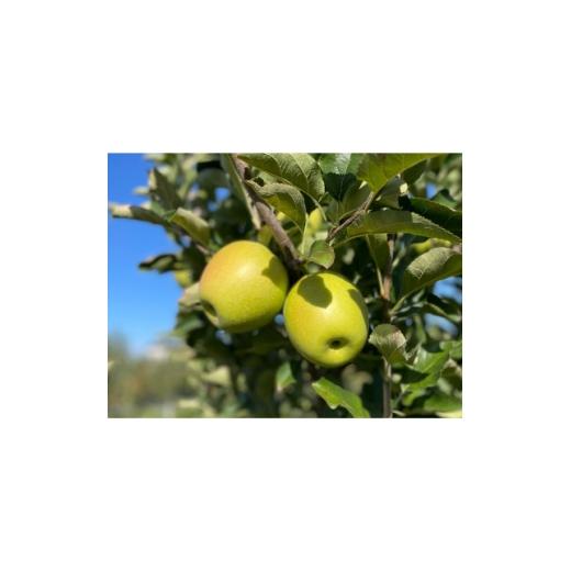 ふるさと納税 りんご 青森県 黒石市 感動の甘さ 王林(贈答用品)3kg 1689448