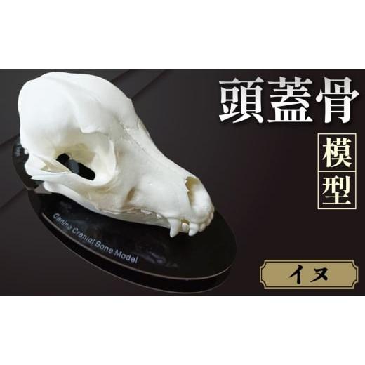 ふるさと納税 雑貨・日用品 東京都 羽村市 イヌの頭蓋骨模型(中型犬) / 模型 犬 骨 骨格 樹脂模型 獣医 診察室 インフォームドコンセント インテリア 東京…