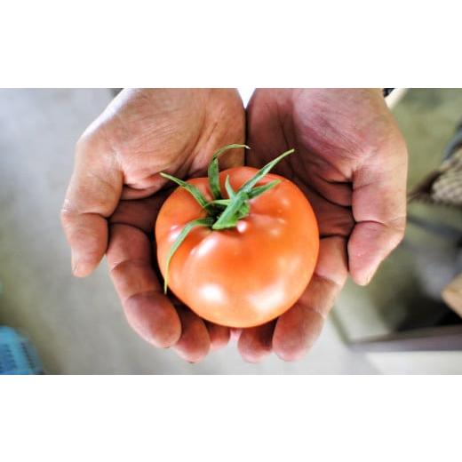 ふるさと納税 野菜類 トマト 大阪府 阪南市 フルーツトマト 糖度7度以上 農薬不使用(栽培期間中) 水耕栽培 産地直送 高リコピン 橘農園 2026年1月上旬から4…