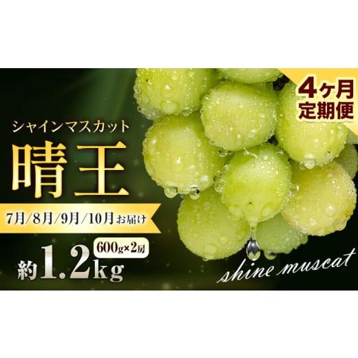 ふるさと納税 ぶどう マスカット 岡山県 浅口市 ぶどう シャインマスカット 晴王1.2kg 2房 4ヶ月定期便 彩美菜果[2026年7月上旬-10月末頃出荷] マスカット …