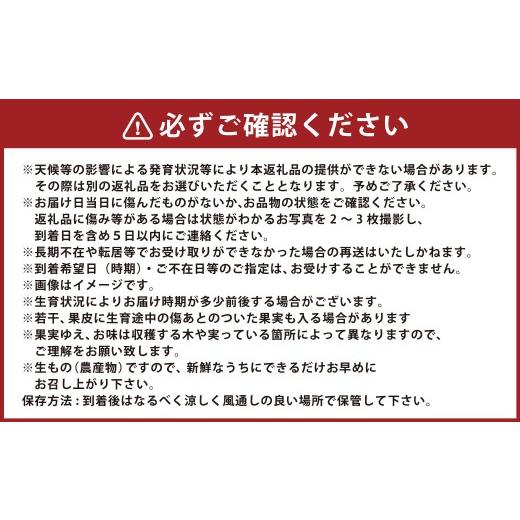 ふるさと納税 メロン 熊本県 -  年5回定期便 熊本おすすめフルーツ定期便（みかん・いちご・メロン＆デコポン・デコポン・メロン） 2026年12月上旬発送開始 み…_3