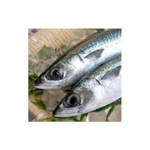 ふるさと納税 寿司 和歌山県 かつらぎ町 魅惑の柿の葉寿司 さば16個入 (冷蔵) ／ 和歌山 紀の川 かつらぎ町 鯖寿司 ふるさと納税 A-frks177の画像