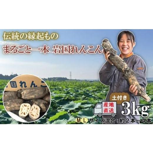 ふるさと納税 人参・大根・他根菜 山口県 岩国市 由美屋特選 岩国産れんこん3kg(土付き) 有限会社 由美屋 3kg