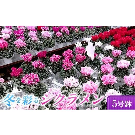 ふるさと納税 雑貨・日用品 苗木 福島県 伊達市 小国園芸 冬を彩る シクラメン 5号鉢 種類・色おまかせ 花 鉢植え F21C-305