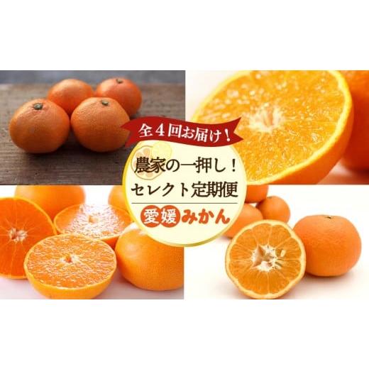 ふるさと納税 みかん・柑橘類 愛媛県 松山市 全4回定期便 農家の一押し セレクト定期便 | 愛果28号 (紅まどんな と同品種) 石地みかん せとか 完熟島いよかん…