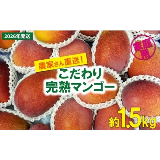 ふるさと納税 マンゴー 沖縄県 名護市 2026年発送先行予約 こだわりのアップルマンゴー 家庭用1.5kg ふるいっと 数量限定 名護市 沖縄 フルーツ くだもの …