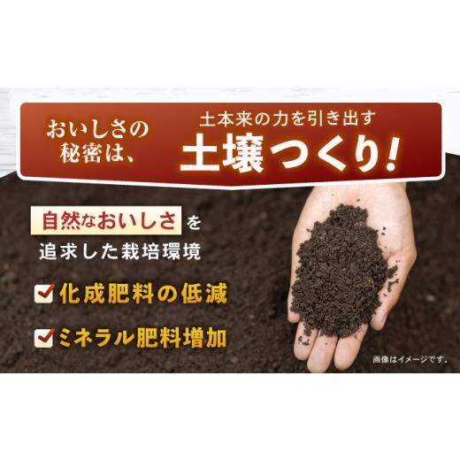 ふるさと納税 野菜類 玉ねぎ 長崎県 諫早市 タマネギ 5kg ／ たまねぎ タマネギ 玉ねぎ 玉葱 玉ネギ 野菜 やさい 新玉 新たま 新玉ねぎ ／ 諫早市 ／スマイル…の画像