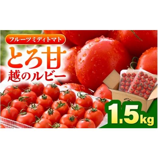 ふるさと納税 野菜類 トマト 福井県 坂井市 先行予約 とろ甘 越のルビー 1.5kg 高糖度ミディトマト 2026年6月下旬以降順次発送予定 とまと トマト ミディトマ…