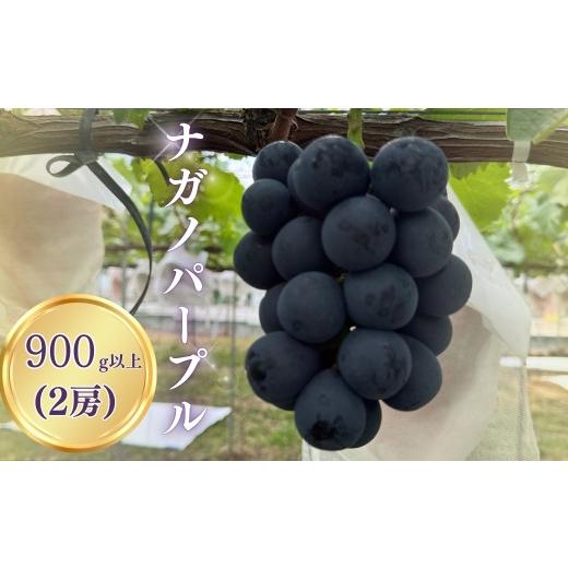 ふるさと納税 果物類 ぶどう 長野県 千曲市 2026年先行予約 ナガノパープル 900g以上(2房)|ぶどう 種無し 黒ぶどう 皮ごと 信州 長野県 千曲市