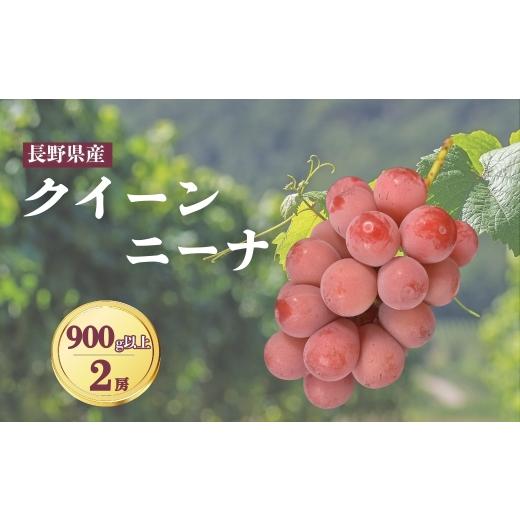 ふるさと納税 ぶどう マスカット 長野県 千曲市 2026年先行予約 クイーンニーナ 900g以上(2房)|ぶどう 大粒 赤ぶどう 種無し 皮ごと 信州 長野県 千曲市