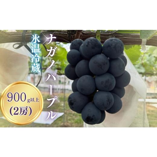 ふるさと納税 果物類 ぶどう 長野県 千曲市 2026年先行予約 氷温保存ナガノパープル 900g以上(2房)|ぶどう 種無し 黒ぶどう 皮ごと 信州 長野県 千曲市