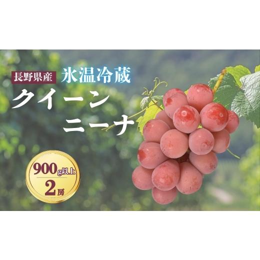 ふるさと納税 果物類 ぶどう 長野県 千曲市 2026年先行予約 氷温保存クイーンニーナ 900g以上(2房)|ぶどう 大粒 赤ぶどう 種無し 皮ごと 信州 長野県 千曲…