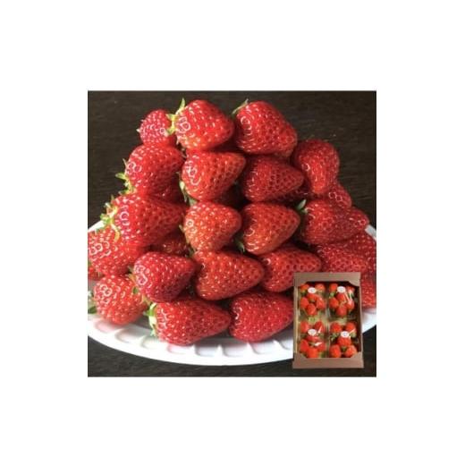 ふるさと納税 いちご 徳島県 阿南市 [300g×4パック]贈答用いちご1200g 2品種以上入ります。 1686323