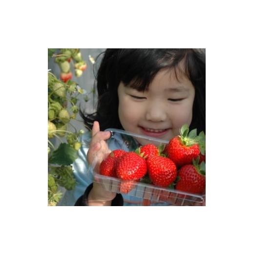 ふるさと納税 いちご 岡山県 津山市 2026年1月より順次発送 朝採れ新鮮まほらのいちご(さちのか)4パック入り箱 1596290