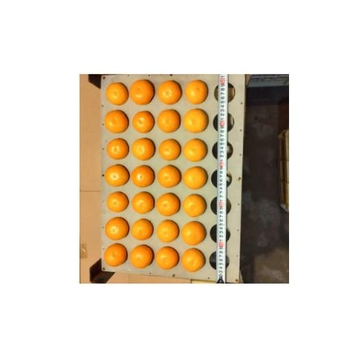 ふるさと納税 果物類 みかん 大阪府 和泉市 隠れ名産地 和泉みかん温州早生(厳選小玉SS-3S) 5kg 1694715