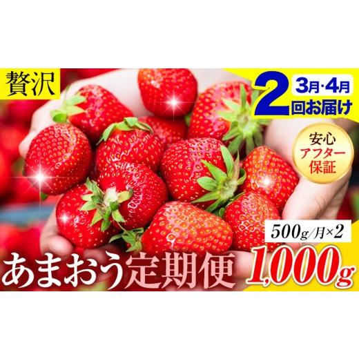 ふるさと納税 いちご 福岡県 鞍手町 2ヶ月定期便 いちご あまおう 先行予約 500g (約250g×2パック) くだもの 果物 着日指定不可 [2027年3月・4月頃出荷予定…