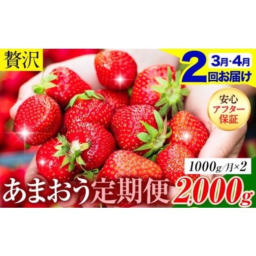 ふるさと納税 いちご 福岡県 鞍手町 2ヶ月定期便 いちご あまおう 先行予約 1000g (約250g×4パック) くだもの 果物 着日指定不可 [2027年3月・4月頃出荷予…
