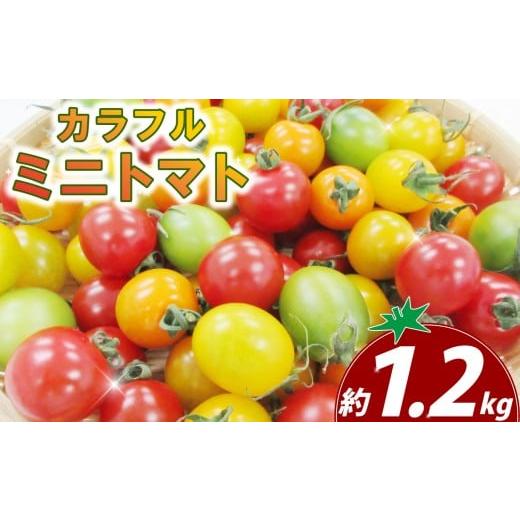 ふるさと納税 野菜類 静岡県 三島市 カクテルプティ 約1.2kg ミニトマト カラフルミニトマト