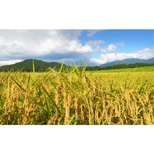 ふるさと納税 米 はえぬき 山形県 大石田町 米 令和7年産 はえぬき 玄米 30kg 10kg×3袋 5月下旬発送 山形県産 東北 ap-hagxa10x3-5s 5月下旬発送の画像