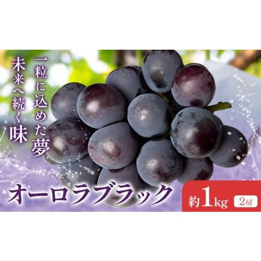 ふるさと納税 ぶどう 巨峰 岡山県 浅口市 2026年先行予約 オーロラブラック 約1kg(2房) Kazu Farm[2026年8月中旬-9月下旬頃出荷] 岡山県 浅口市 岡山県産 …