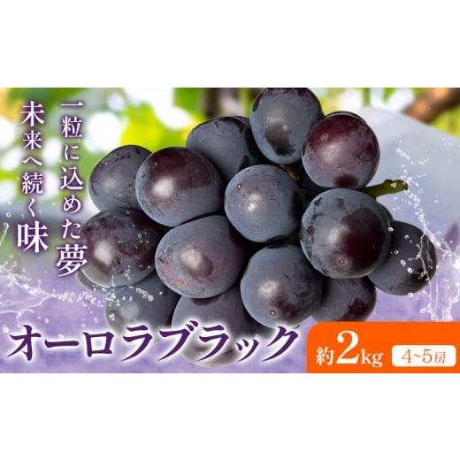 ふるさと納税 ぶどう 巨峰 岡山県 浅口市 2026年先行予約 オーロラブラック 約2kg(4-5房) Kazu Farm[2026年8月中旬-9月下旬頃出荷] 岡山県 浅口市 岡山県産…