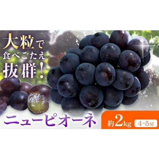 ふるさと納税 ぶどう 巨峰 岡山県 浅口市 2026年先行予約 ニューピオーネ 約2kg(4-5房) Kazu Farm[2026年8月下旬-9月下旬頃出荷] 岡山県 浅口市 岡山県産 …