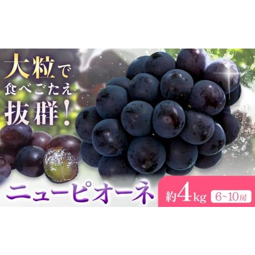 ふるさと納税 ぶどう 巨峰 岡山県 浅口市 2026年先行予約 ニューピオーネ 約4kg(6-10房) Kazu Farm[2026年8月下旬-9月下旬頃出荷] 岡山県 浅口市 岡山県産 …