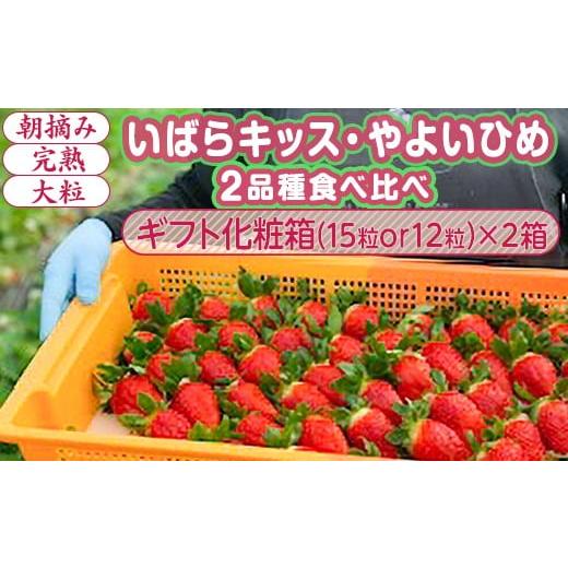ふるさと納税 いちご 茨城県 常総市 1月中旬〜4月上旬発送 いばらキッス・やよいひめ 2品種食べ比べ いちご 朝摘み 完熟 大粒 ギフト化粧箱 (15粒or12粒)×2…