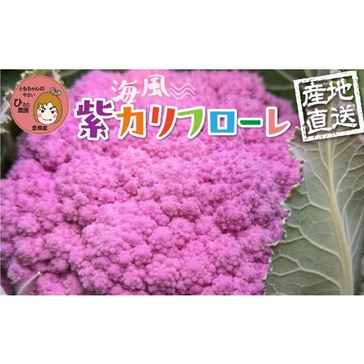 ふるさと納税 野菜類 愛知県 豊橋市 紫カリフローレ 8個 彩り野菜 紫カリフラワー 花野菜 彩り野菜 ともちゃんのやさい 国産 愛知県 豊橋産 紫カリフローレ 8…