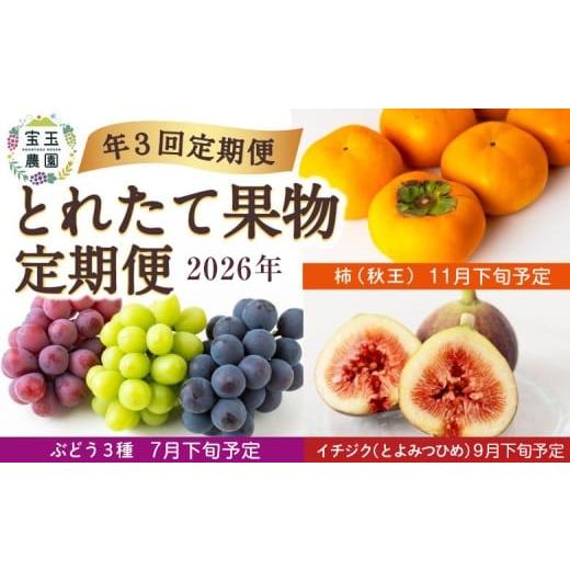 ふるさと納税 ぶどう マスカット 福岡県 うきは市 年3回定期便 宝玉農園 とれたて果物定期便 2026年 (7月下旬予定:ぶどう3種・9月下旬予定:イチジク(とよ…