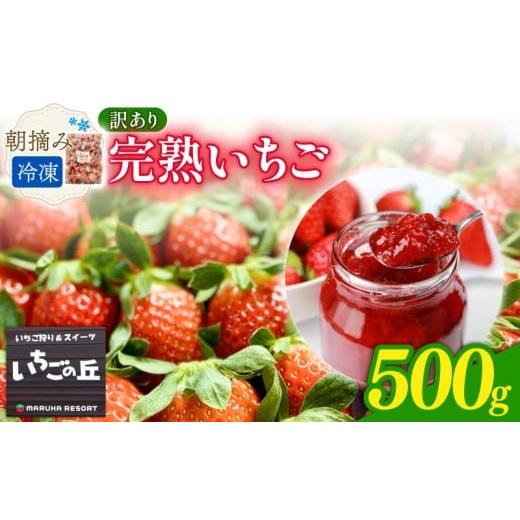 ふるさと納税 いちご 愛知県 南知多町 まるは食堂 マルハリゾート いちごの丘の『 訳あり 』完熟冷凍いちご 500g 訳あり完熟いちご 500g : 5,000円
