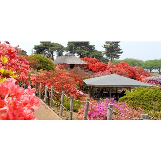 ふるさと納税 ゴルフグッズ クラブ 群馬県 館林市 ライト　ライティー　蛍光6個セット(45・80、4本入×各3個)T-769・770　ゴルフティー 1689614_5