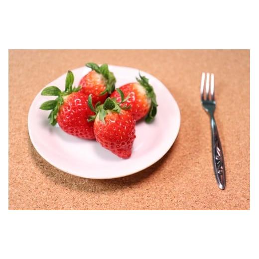 ふるさと納税 いちご 佐賀県 伊万里市 伊万里のいちご「いちごさん」1.2kg(300g×4)