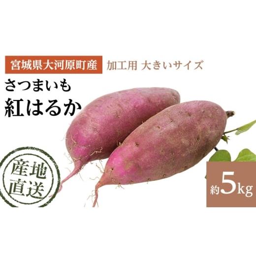 ふるさと納税 野菜類 サツマイモ 宮城県 大河原町 さつまいも 約5kg 紅はるか 加工用 大きいサイズ サツマイモ 宮城県産 甘い 秋 冬 スイーツ いも 産地直送 …