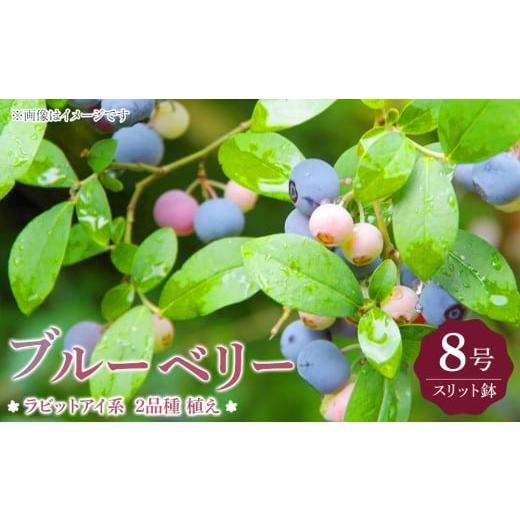 ふるさと納税 雑貨・日用品 苗木 福岡県 筑前町 ブルーベリー 『 ラビットアイ系 2品種 植え 』 8号スリット鉢 ブルーベリーの肥料セット ブルーベリー ラビッ…
