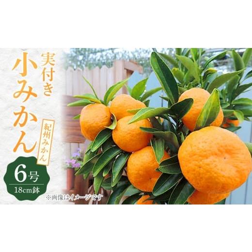 ふるさと納税 雑貨・日用品 苗木 福岡県 筑前町 [ 実付き ] 小みかん ( 紀州みかん ) 接ぎ木苗 6号鉢植え 小みかん 紀州みかん 木苗 家庭菜園 園芸 初夏 …