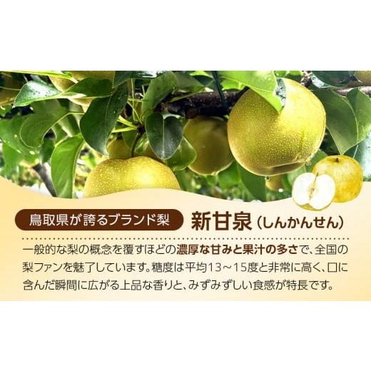 ふるさと納税 梨 鳥取県 北栄町  2026年度発送 先行予約 訳あり 新甘泉 5kg 梨 なし しんかんせん 5キロ 家庭用 訳アリ 令和8年 先行受付 新鮮 鳥取県産 鳥取… |  | 02